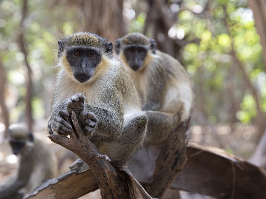 monkey park